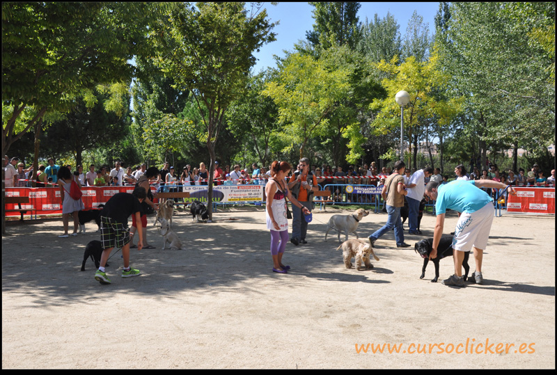 exhibicin www.cursoclicker.es primer festival canino fuenlabrada009jpg